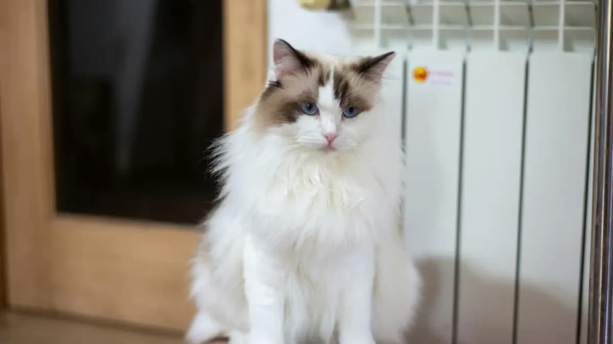 Mengenal Ragdoll Cat dan Pemeliharaan Bulunya