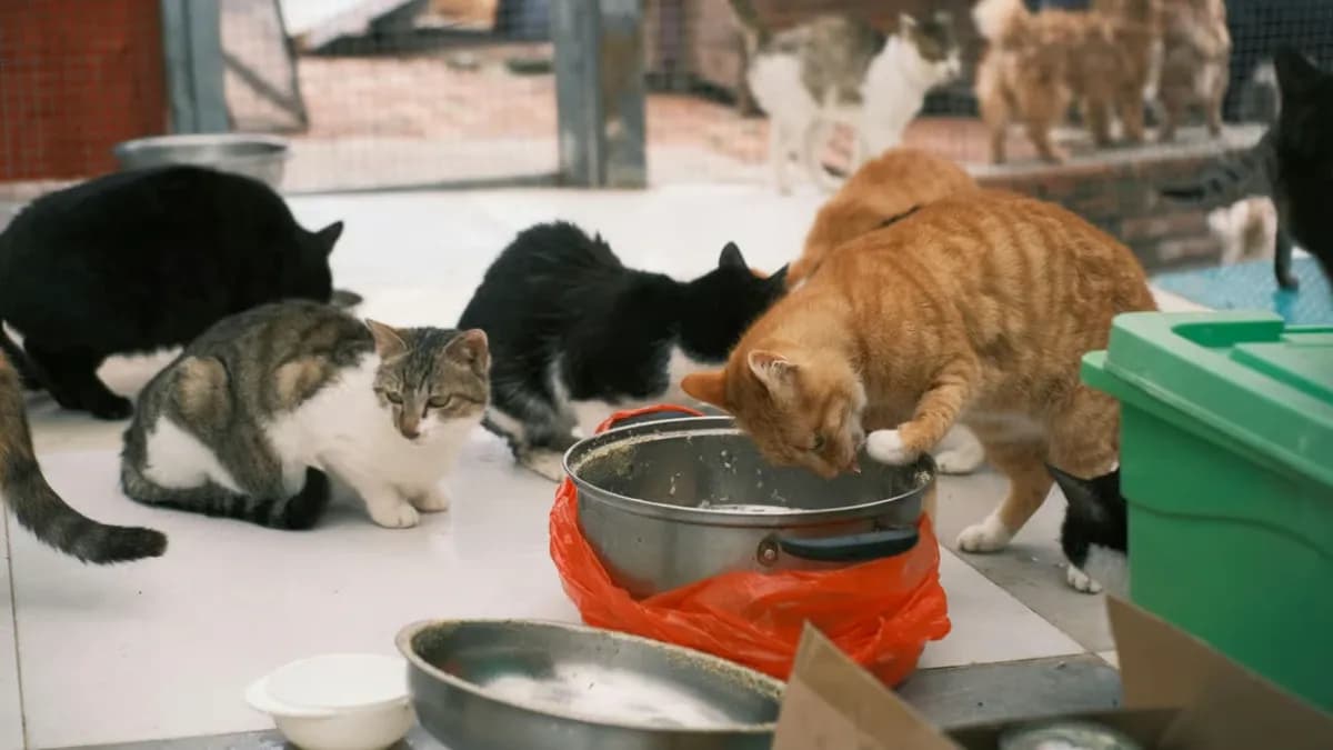 5 Kelebihan Adopsi Kucing Dari Shelter