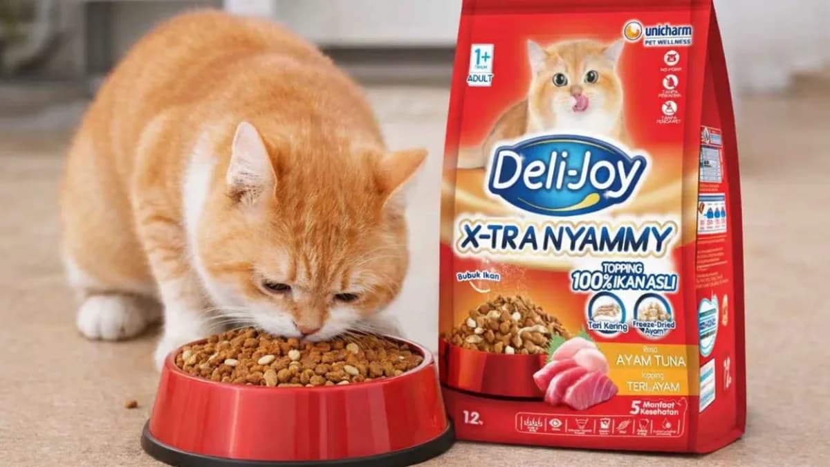 Jangan Asal Pilih! Ini Rekomendasi Dry Food Kucing Bernutrisi Tinggi