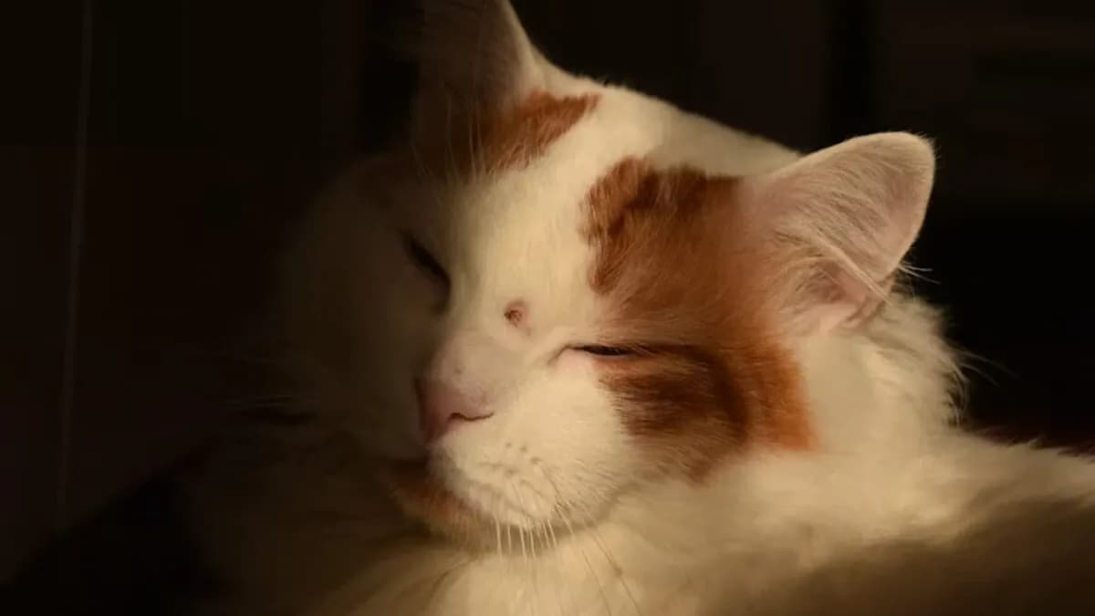 Jangan Salah Pilih, Ini Ciri-Ciri Kucing Anggora Asli yang Perlu Diketahui