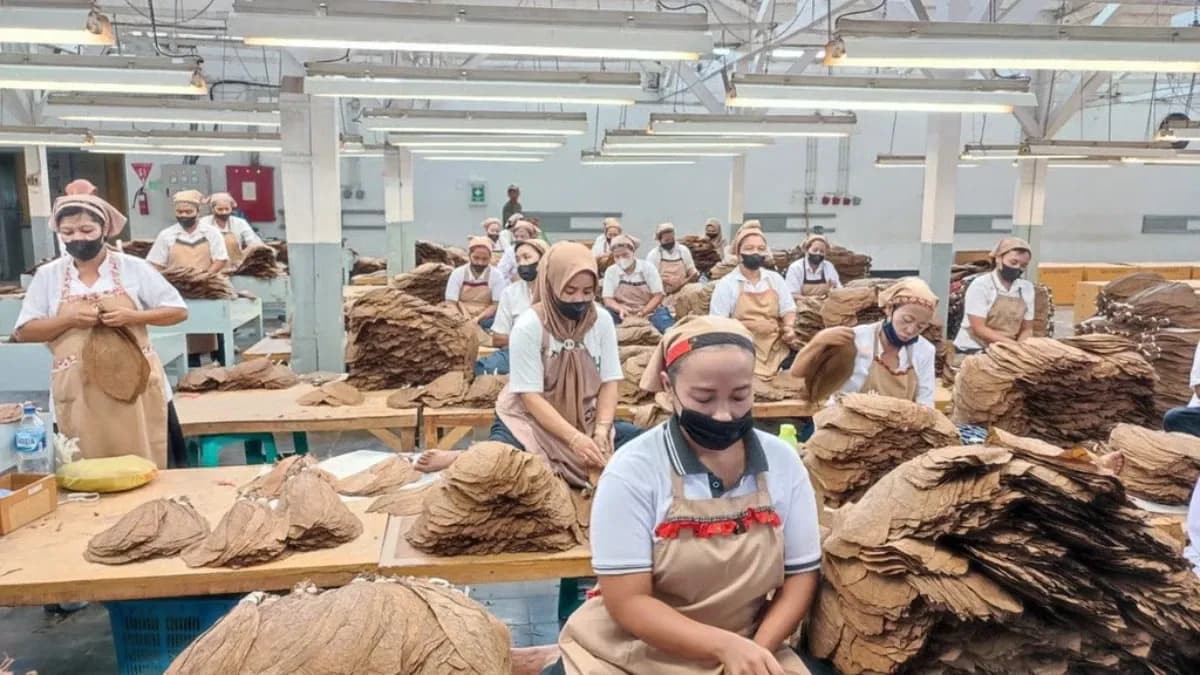 Holding Perkebunan Nusantara Perkuat Daya Saing Global, Tembakau Premium PTPN I Jadi Andalan Industri Cerutu Dunia