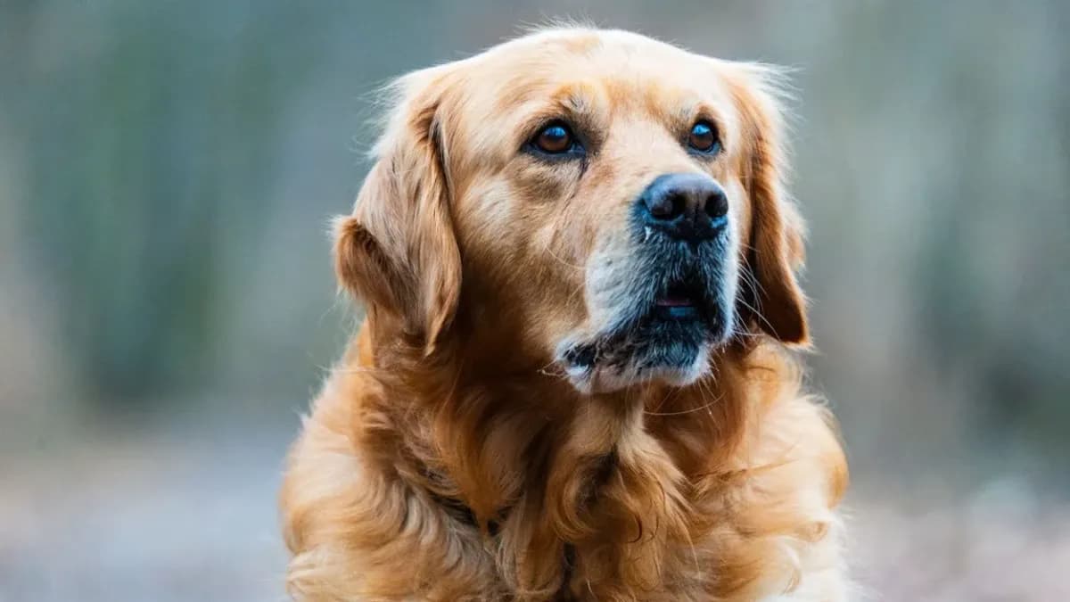 Golden Retriever Anjing Pintar yang Cocok Dipelihara Pemula